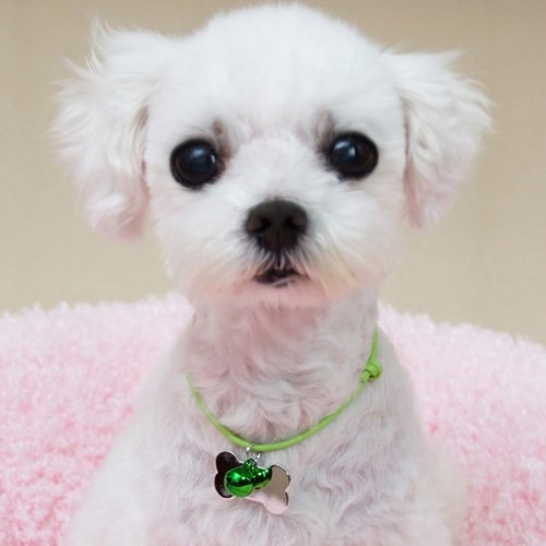 문펫 러블리 오색매듭 방울 인식표 목걸이