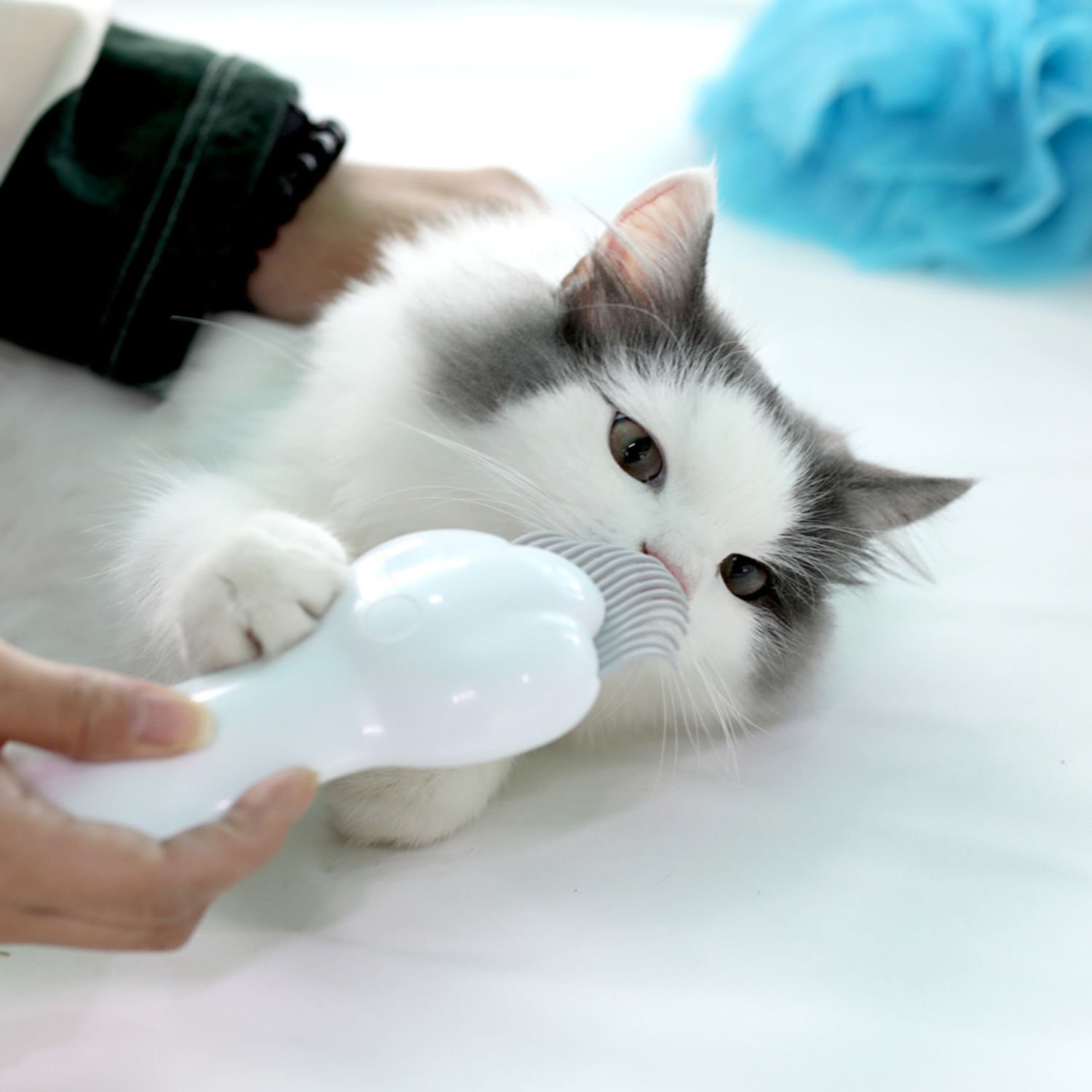 펫케어 레이저 빗 장난감