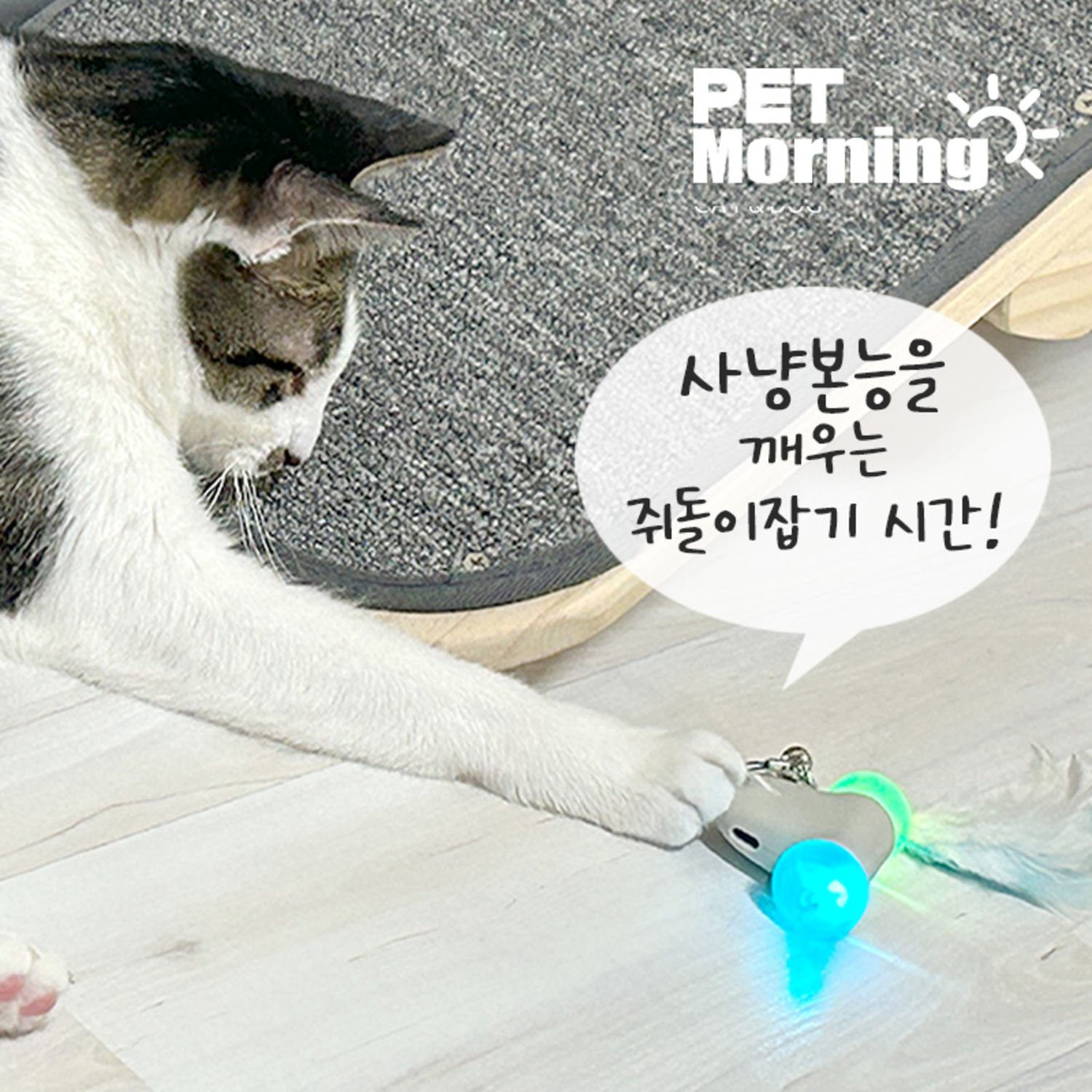 펫모닝 캣츠라이더 레이싱